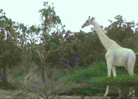 World’s Only White Giraffe Fitted with GPS Tracker in Kenya 