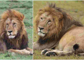 End of an Era: Maasai Mara's Iconic Lion Lolparpit Found Dead 