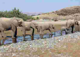 Namibia to Sell 170 'High-Value' Elephants Amid Drought and Rising Population  