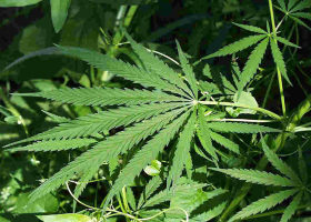 Gov't Says Marijuana Still Illegal in Kenya Despite Delisting from World's Most Dangerous Drugs List