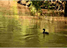 Kenyans Online React After Duck is Spotted Swimming in the Polluted Nairobi River 