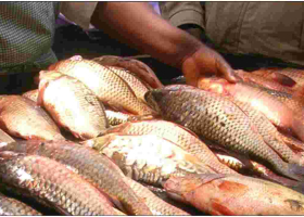 Government Bans Consumption of Fish from Lake Nakuru