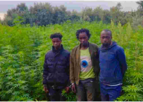 Police Discover Sh27 Million Marijuana Farm in Naivasha, Arrest 14 Suspects