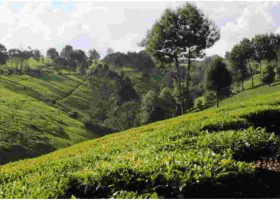Why Wealthy Kenyans are Fleeing Posh Nairobi Estates for Tigoni and Miotoni 