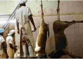 High Court Okays Slaughtering of Donkeys in Kenya 