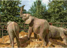 13 Elephants to be Flown from the UK to Kenya in Rewilding Project 