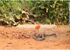 Residents Stunned as ‘Mourning’ Python Slithers into Venom Extractor’s House Before Lying on His Grave 