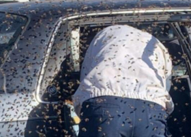 KRA Officer Dies After Attack by a Swarm of Bees in His Car 