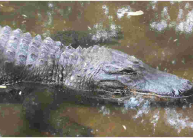 Kenya on the Brink of Losing its Only Alligator