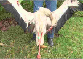 Migratory Bird Electrocuted in Kenya After Flying over 7,000km from Poland 