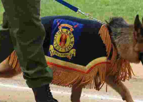Search Begins as Trained Police Dog Goes Missing at Isiolo International Airport 
