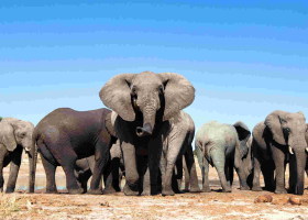 Kenyans Asked to Submit Views on Relocation of 13 Elephants from the UK to Kenya 