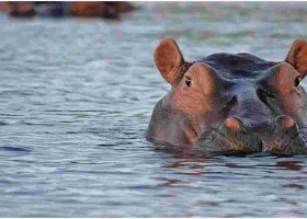 White South African Man Shoots a Black Woman, Claims He Mistook Her for a Hippo 