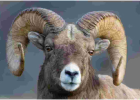 Sheep Sentenced to Serve Three Years at a Military Camp for Killing a Woman in South Sudan 