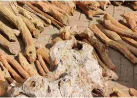 Five Kenyans Arrested Smuggling 1,500 Kilograms of Endangered Sandalwood Worth Sh6 Million