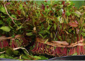 Kenya to Resume Miraa Exports to Somalia After a Two-Year Ban 