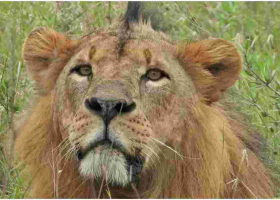 Sirikoi, Nairobi National Park’s Most Iconic Lion Dies 