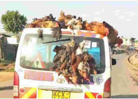 Police Warn Kenyans Against Transporting Chicken on Top of Vehicles 