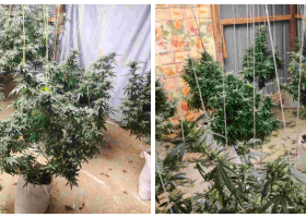 Police Nab Cultivated Bhang Worth Sh1 Million in a Six-Bedroom 'Greenhouse' in Eldoret