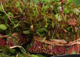 Kenya Exports Miraa Worth Sh220 Million to Somalia in Four Days