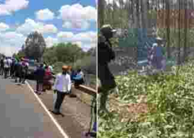 PHOTOS: Goons Invade Kenyatta Family’s Farm in Ruiru, Cut Down Trees and Steal Livestock 