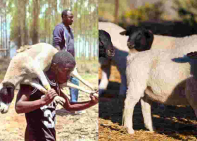 101 Sheep Stolen from Kenyatta Family’s Northlands Farm Recovered 