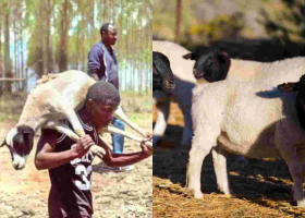 18 Dorper Sheep Stolen from Kenyatta Family’s Northlands Farm Secretly Returned 