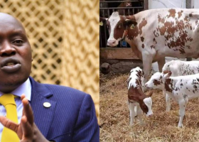 Senator Cherargei Blasted After Fake Claim of President Ruto’s Cow Giving Birth to Triplets