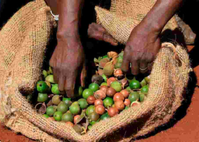 Kenyan Authorities Deport Eight Cartels for Exploiting Macadamia Farmers 