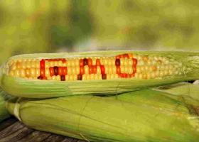 Court of Appeal Upholds Ban on GMOs Importation