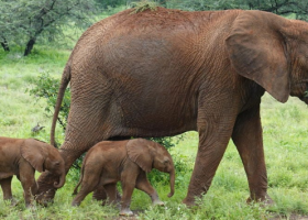 Rare Elephant Twins Born in Kenya, a Captivating Moment Caught on Camera