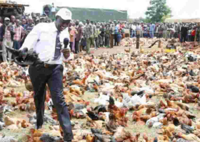 Kenya Poultry Farmers to Pay Sh500k Fine or Risk Jail Term Under New Regulations