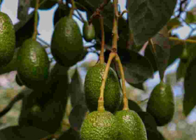 Renewed Hope for Farmers as Ovacado Exports Resume 