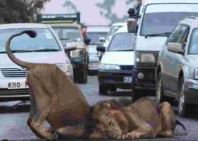 KWS Issues Alert Over Reported Stray Lions in Nairobi, Lang'ata