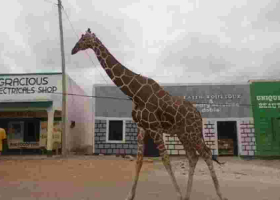 Poaching Crisis Threatens Garissa's Iconic Giraffes and Antelopes