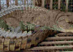 KWS Captures Massive 13-Foot Crocodile in Makueni Operation