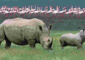 Kenya Launches Second Phase of National Wildlife Census at Lake Nakuru