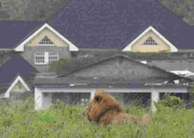 Senator Raphael Demands Answers from KWS After Lions Spotted in Kwale Estate
