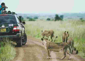 EXPLAINED: Why Lions Ignore Tourists in Safari Vehicles