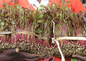 Kenya to Use Cooperatives to Stabilise Miraa Supply Chain