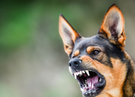 Washing Dog Bite Wounds Can Help Stop Rabies, Say Kenyan Vets