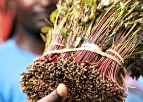 Meru University in New Bid to Turn Miraa into Drinkable Sachets