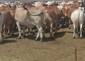 Kalenjin Elders to Honour Raila Odinga with Rare Tribute of 80 Bulls