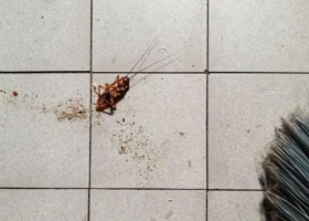 Woman’s Attempt to Burn Cockroach Triggers Apartment Fire in South Korea