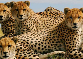 Kenya Joins Namibia and Botswana in Supplying Cheetahs for India’s Rewilding Effort
