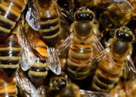 Grade One Pupil Dies After Bee Attack in Homa Bay
