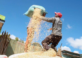 Kenya Faces Maize Shortage as Prices Hit New Highs