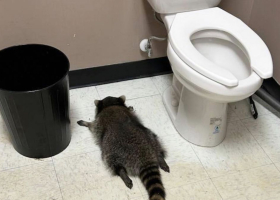 Drunk Raccoon Ransacks Virginia Liquor Store, Passes Out in Bathroom