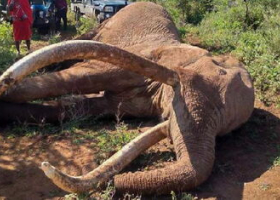 KWS to Preserve Remains of Amboseli Super Tusker Craig