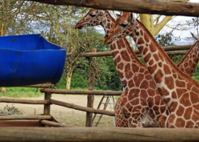 Three Rothschild’s Giraffes Relocated from Naivasha to Nairobi